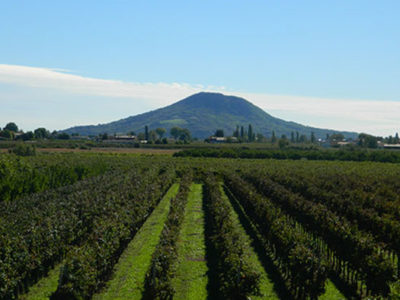 agriturismo-la-campagnola-viti-2